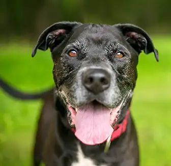 Dosierung von Entwässerungstabletten beim Hund