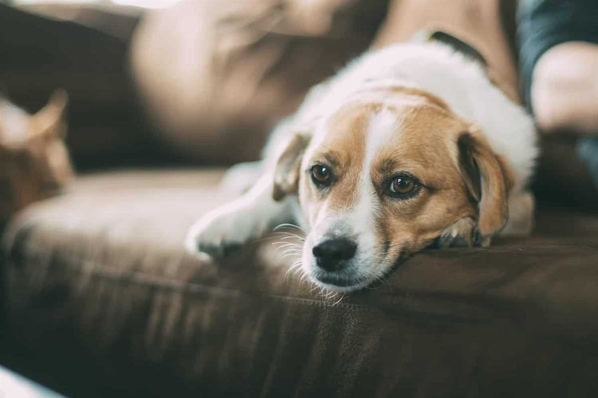 Was tun, wenn die Wirkung von Entwässerungstabletten beim Hund ausbleibt?