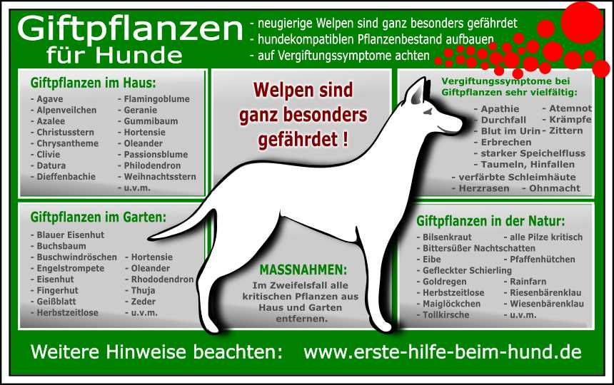 Giftaufnahme und Reaktion des Hundekörpers