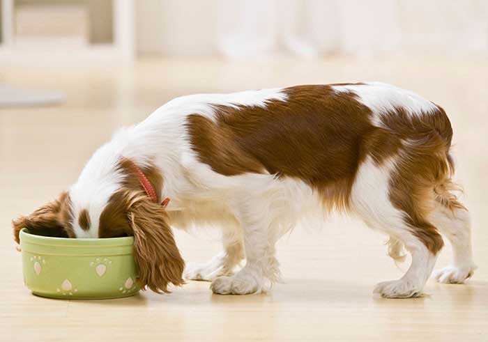 Dauer bis zum Einsetzen der Wirkung von Lachsol beim Hund