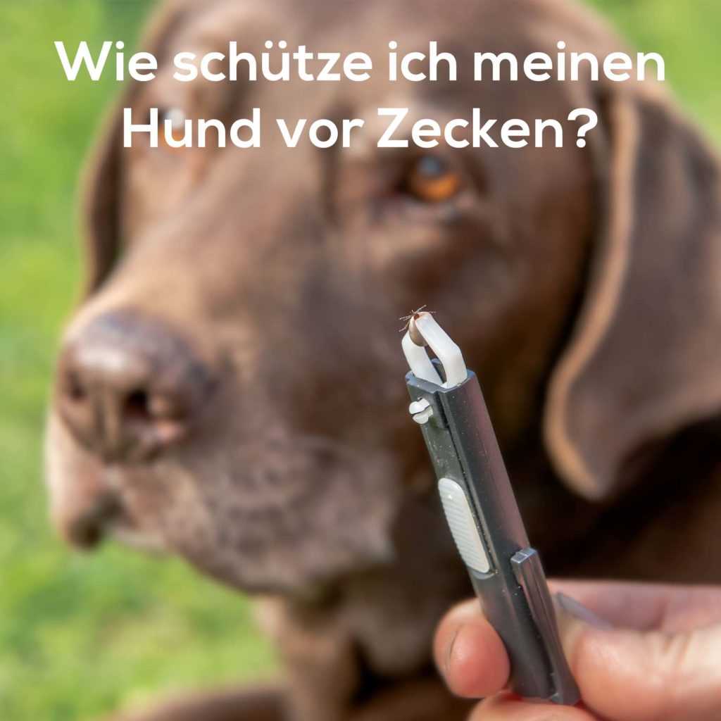 4. Kontrollieren Sie Ihren Hund regelmäßig auf Zecken