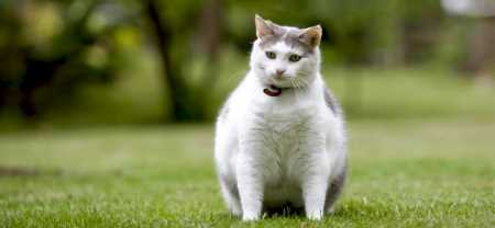 Tipps für die Gewichtskontrolle bei Katzen