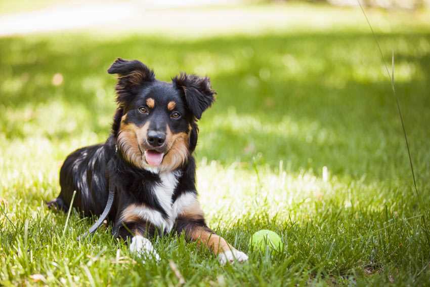 Warum schwitzen Hunde und wie können wir ihnen helfen?