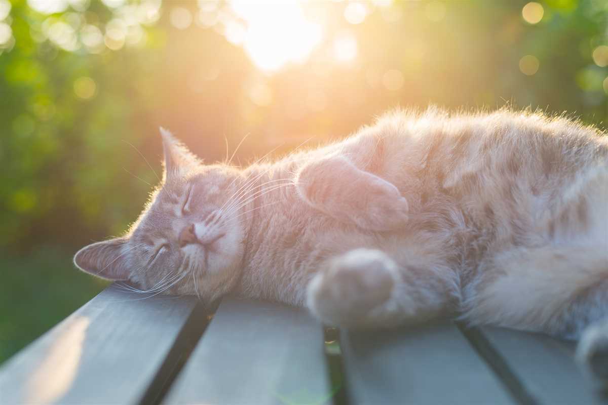 Symptome von übermäßigem Schwitzen bei Katzen