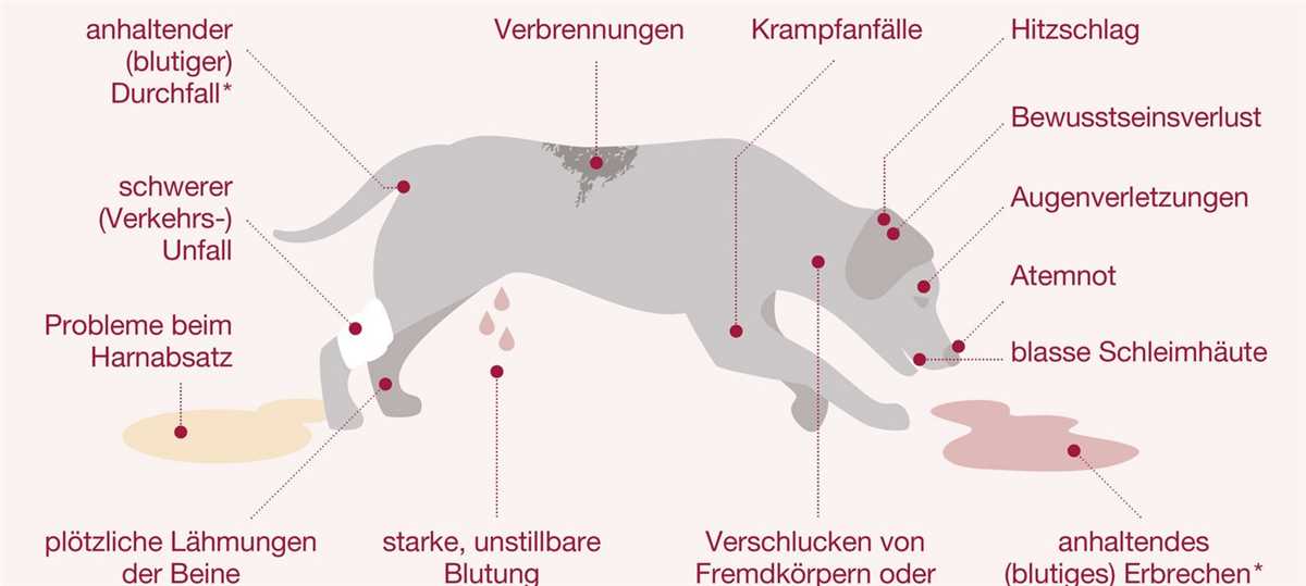 Regelmäßige tierärztliche Untersuchungen