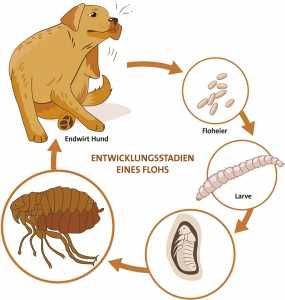 4. Veränderungen im Verhalten des Hundes