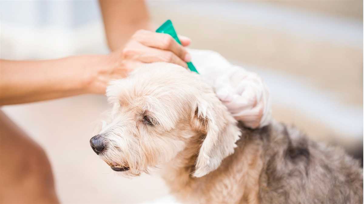 Behandlung eines Flohbefalls beim Hund