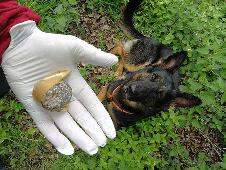 Wie Sehen Giftk der F r Hunde Aus Die Wichtigsten Merkmale Und Tipps Wie Sehen Giftk der F r Hunde Aus Die Wichtigsten Merkmale Und Tipps