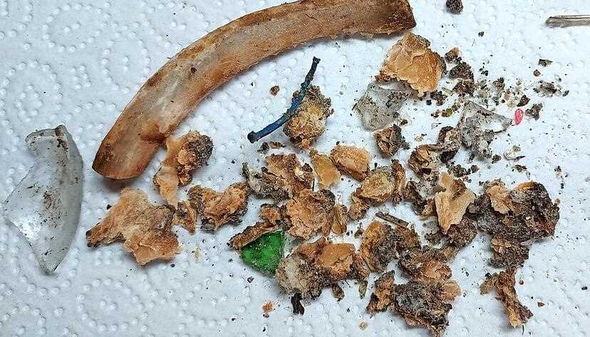 Wie Sehen Giftk der F r Hunde Aus Die Wichtigsten Merkmale Und Tipps Wie Sehen Giftk der F r Hunde Aus Die Wichtigsten Merkmale Und Tipps