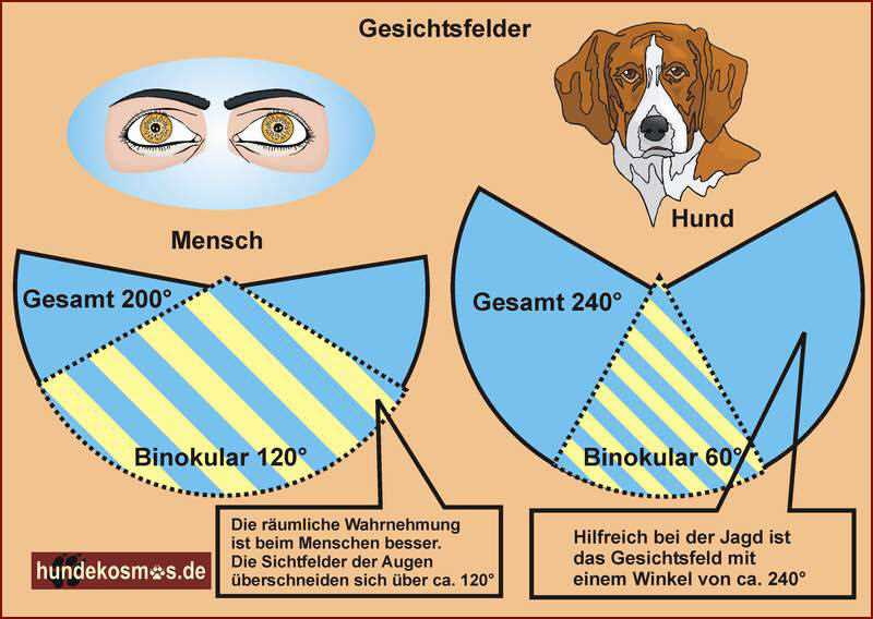 Wie sehen Hunde die Welt? – Einblick in die Wahrnehmung unserer treuen Vierbeiner