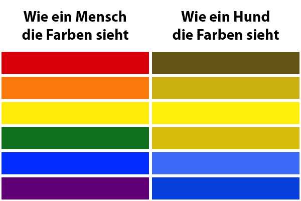 Wie sehen Hunde also Farben?