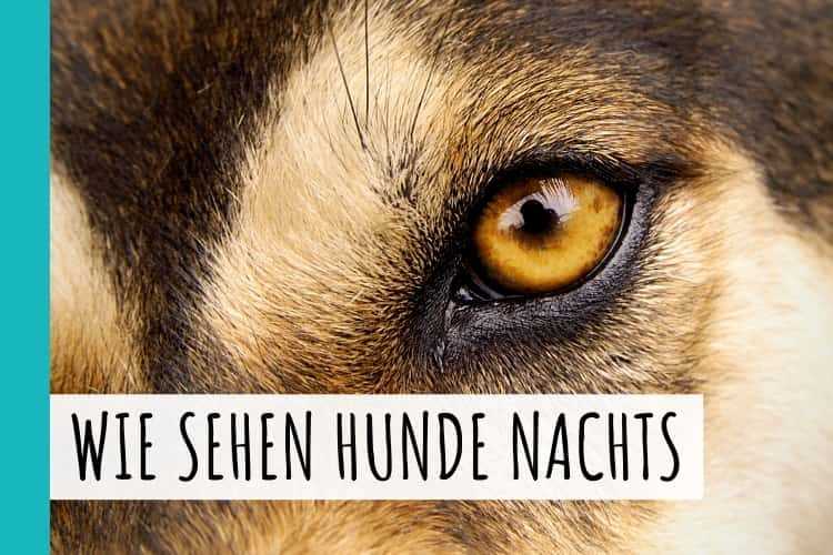 Wie sehen Hunde nachts? Das Geheimnis ihrer Nachtsicht enthüllt