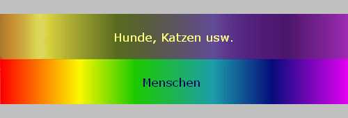 Wie sehen Katzen Farben? Alles, was Sie wissen müssen