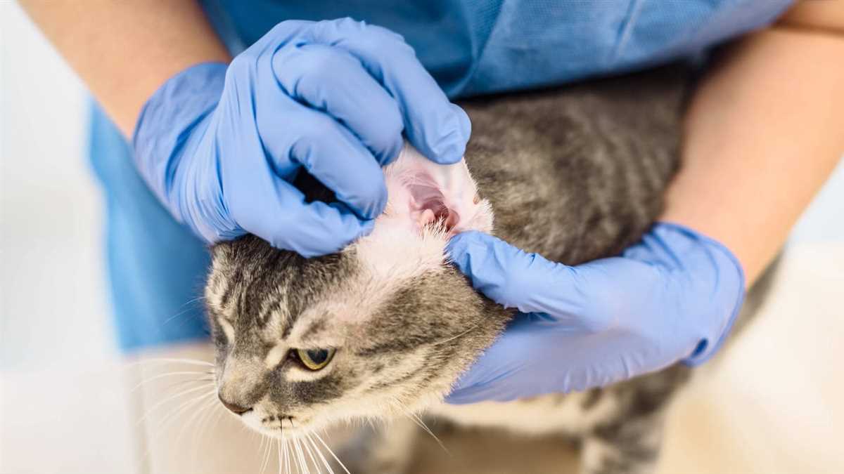 Behandlung von Milbenbefall bei Katzen: