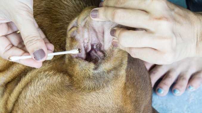 Behandlungsmöglichkeiten bei Ohrenmilben beim Hund