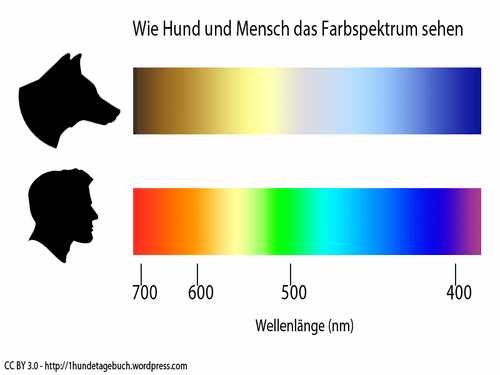 Hunde als Spiegel unserer Emotionen