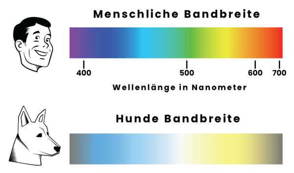 Wie sieht der Hund den Menschen: Eine Untersuchung über die Wahrnehmung von Hunden gegenüber Menschen