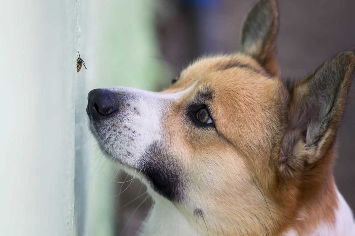 Symptome eines Mückenstichs beim Hund