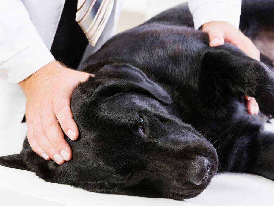 Behandlung eines Mückenstichs beim Hund