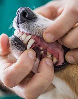 Konsistenz des Zahnfleischs