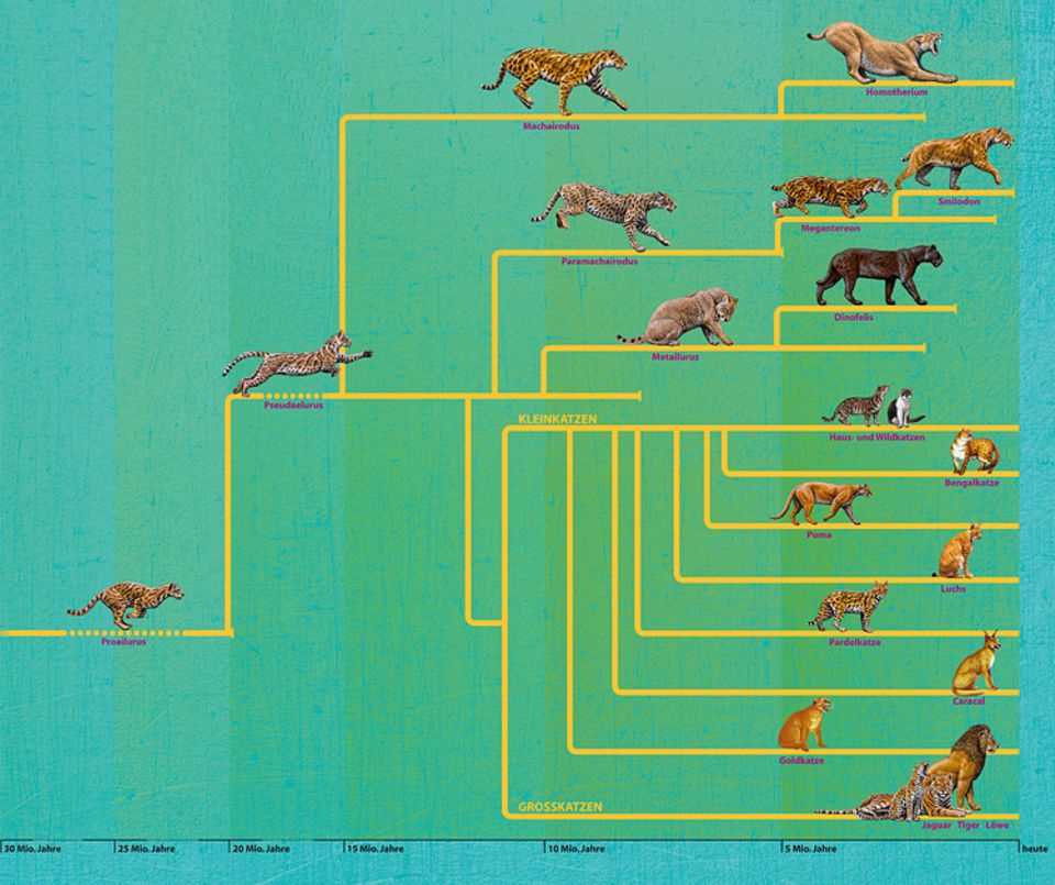 Domestizierung von Wildkatzen