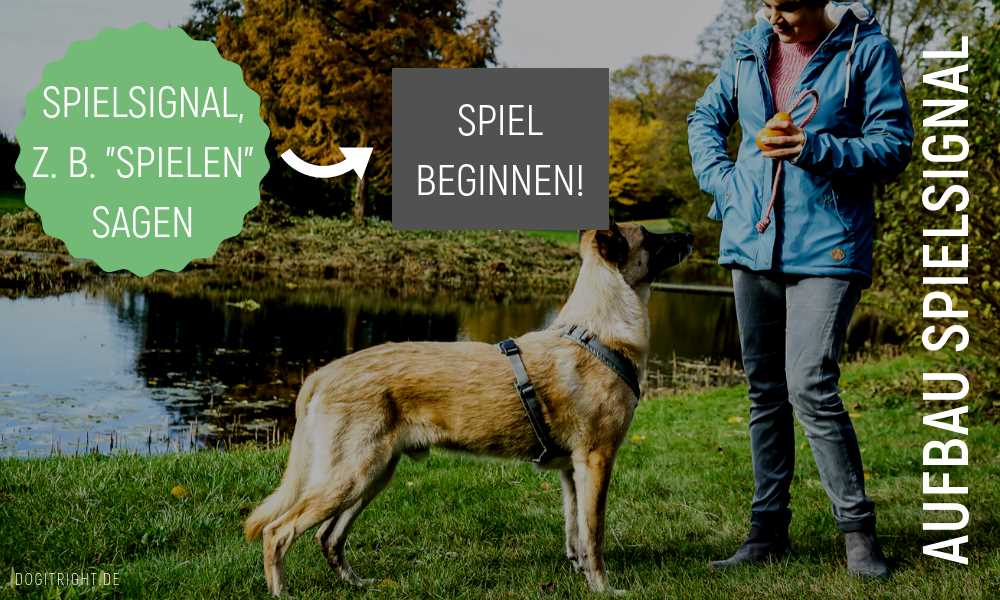 7. Hundeparks besuchen