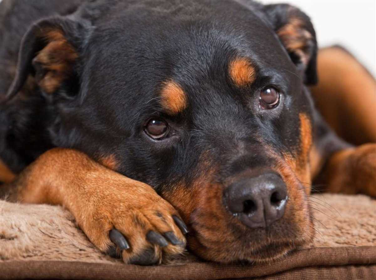 Wie sterben Hunde: Arten des Sterbens und wie man das Sterben eines Hundes begleiten kann