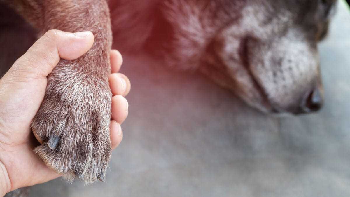 Methoden zur Unterstützung des Hundes beim Sterben
