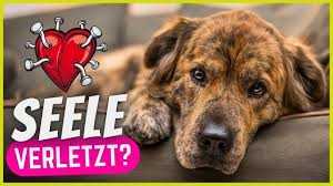 Wie stirbt ein Hund mit Niereninsuffizienz: Symptome und Prognose