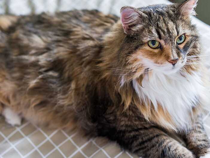 Die Kosten für eine Maine Coon Katze