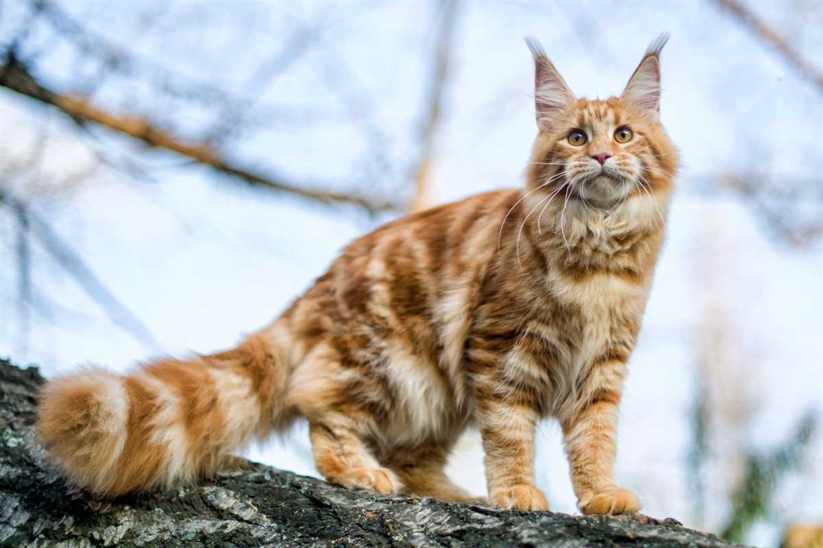 Was kostet eine Maine Coon Katze?