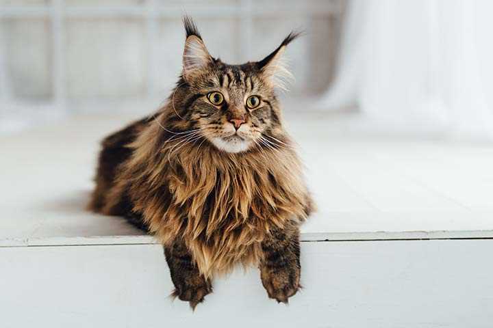 Wie viel kostet ein Maine-Coon-Katze? – Preis, Budget und Ausgaben