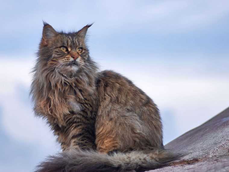 Zusätzliche Ausgaben für eine Maine-Coon-Katze