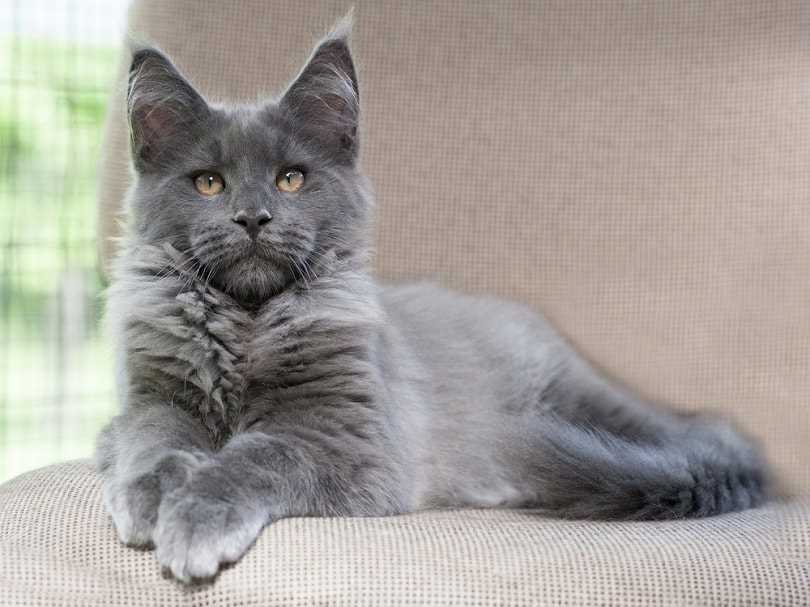 Wovon hängt der Preis einer Maine-Coon-Katze ab?