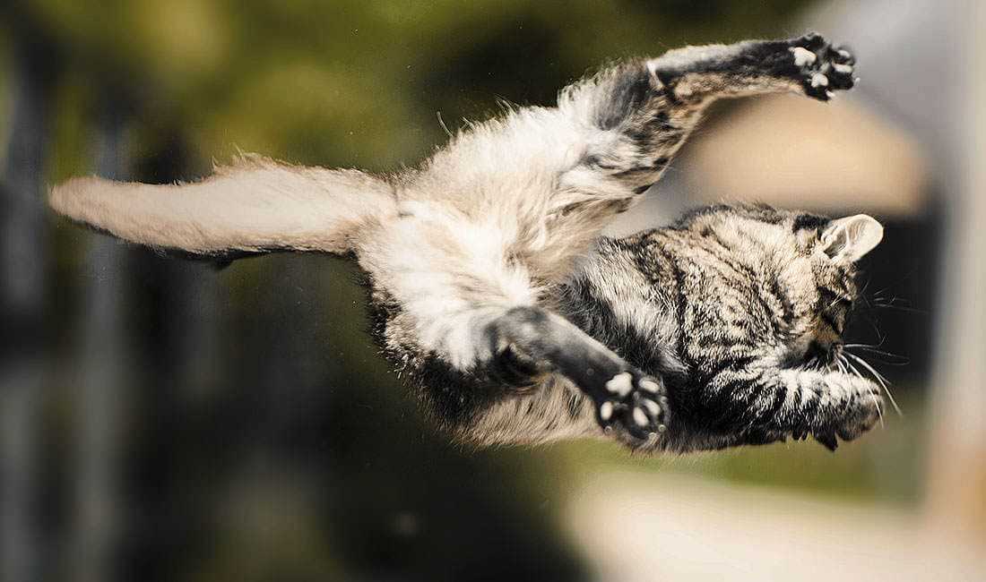 Die beeindruckenden Überlebensfähigkeiten der Katzen