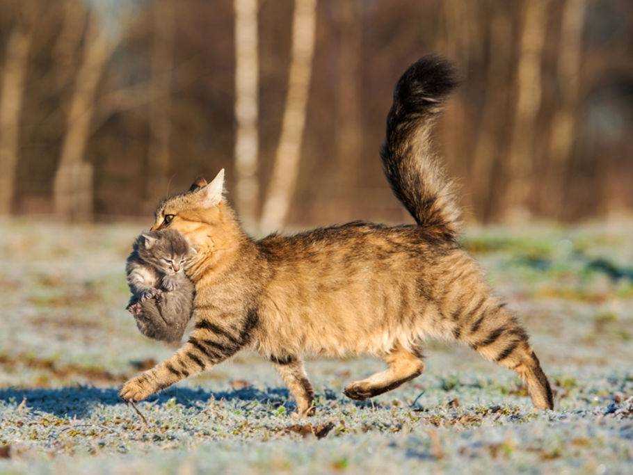 Wie trägt man eine Katze: Ein Leitfaden für Tierliebhaber