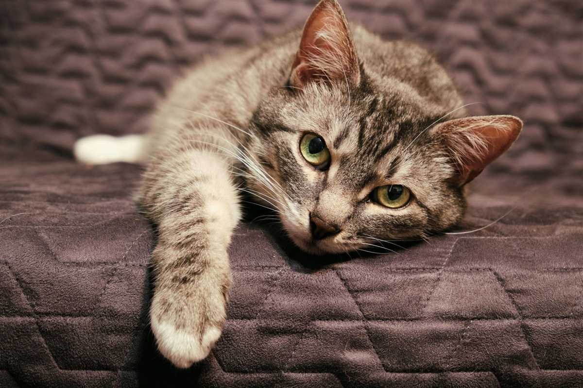 Tipps, wie man einer trauernden Katze helfen kann