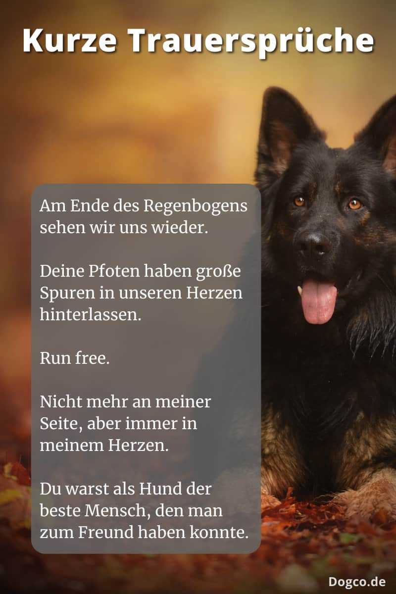 6. Beschäftige deinen Hund nach dem Abschied