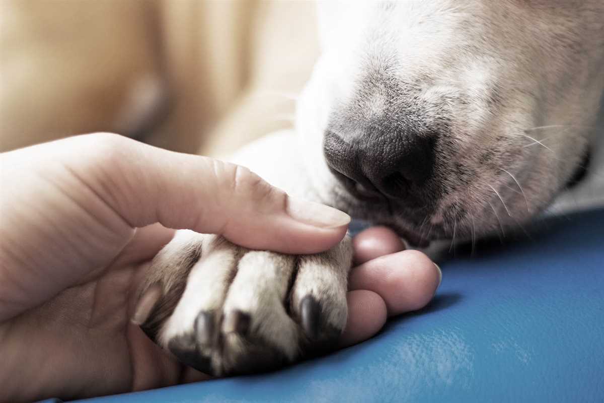 Wie können wir Rituale in das Leben unseres Hundes integrieren?