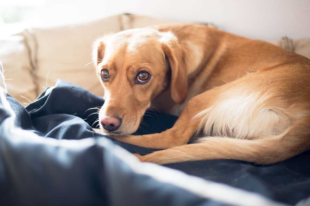 Maßnahmen zur Schmerzlinderung bei Hunden