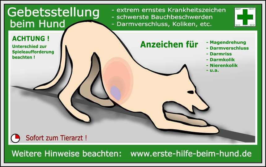 Verhalten eines Hundes bei Schmerzen