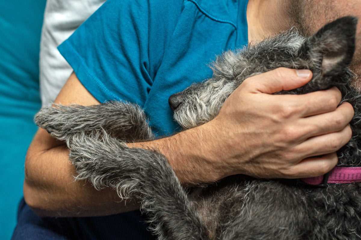 Wie verhält sich ein Hund, wenn er stirbt? Die Symptome und Anzeichen