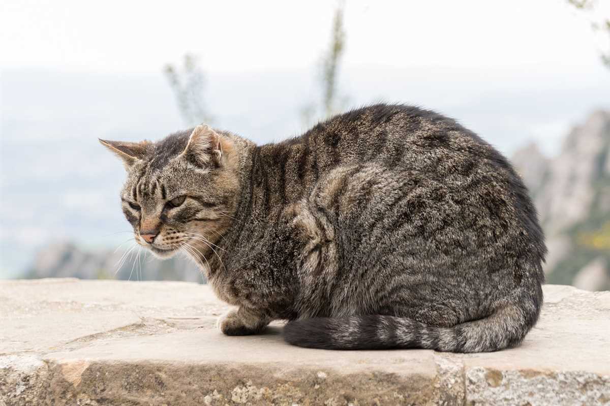 Wann sollte man zum Tierarzt gehen?