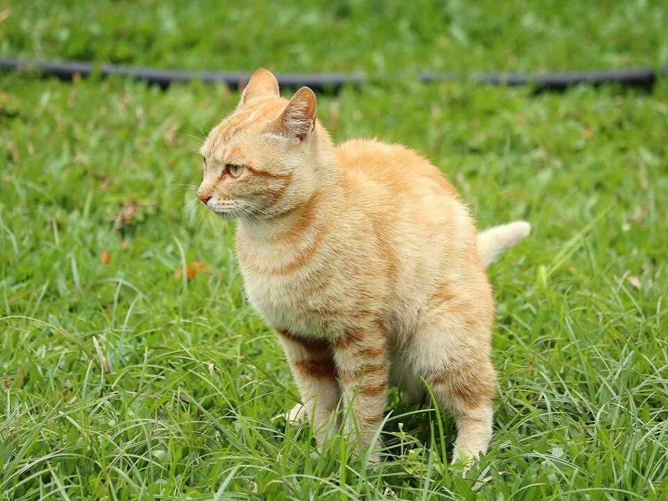 Tipps zur langfristigen Katzenabwehr