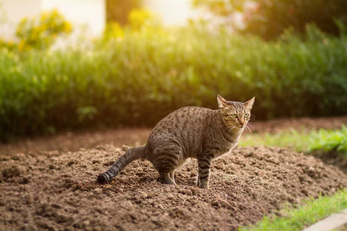 Katzen vertreiben mit Gerüchen