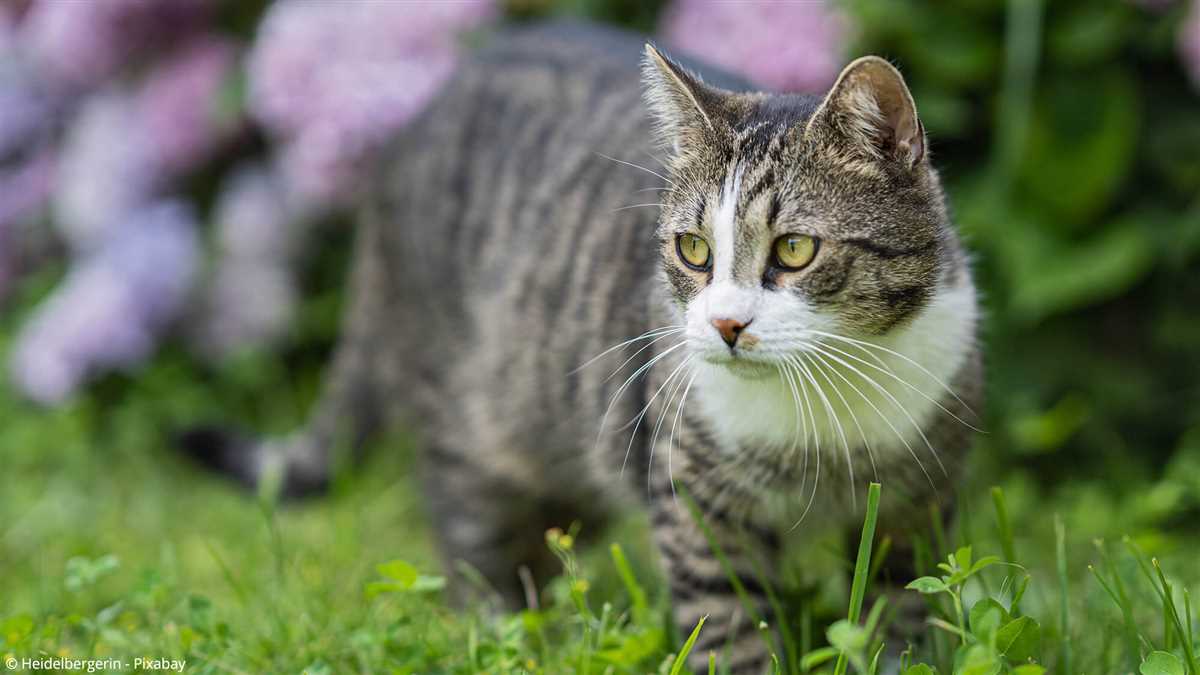 2. Pflanzenschäden durch Katzen