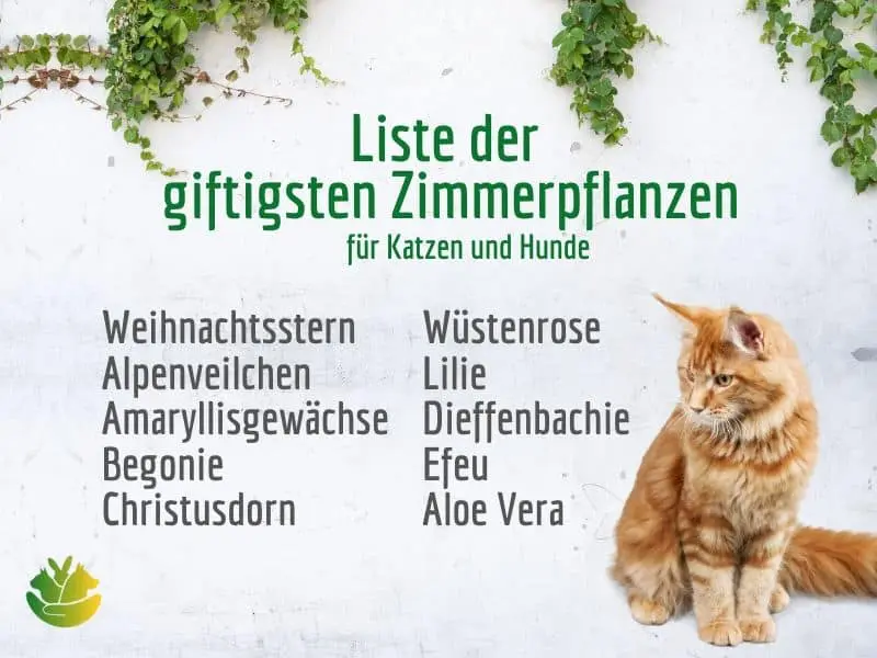 Wie viel Aloe Vera ist giftig für Katzen?