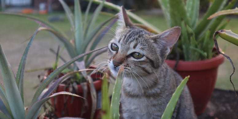 Wie viel Aloe Vera ist giftig für Katzen?