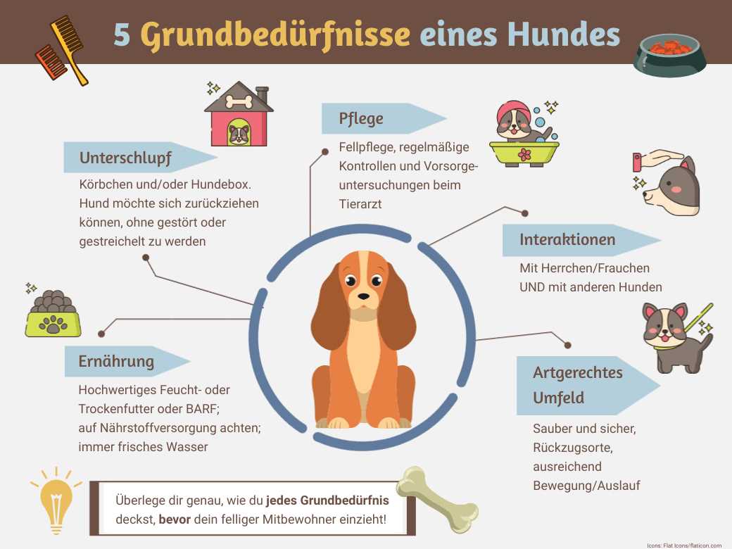 Hundecafé oder Hundetreffen