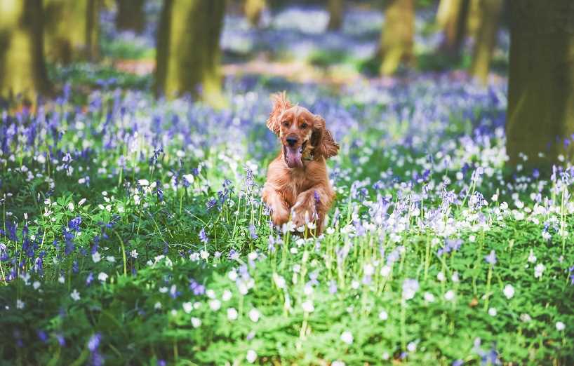 Hundesport betreiben